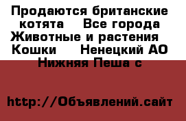 Продаются британские котята  - Все города Животные и растения » Кошки   . Ненецкий АО,Нижняя Пеша с.